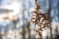 Schilf in der Wintersonne (6)