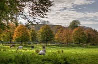 Herfstkleuren in Zuid-Limburg van John Kreukniet thumbnail