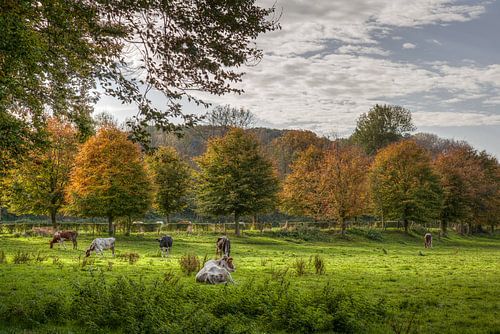 Couleurs d'automne dans le sud du Limbourg