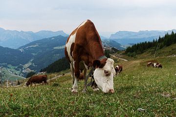 Koe in een alpenweide in de Franse Alpen van Tom Goldschmeding