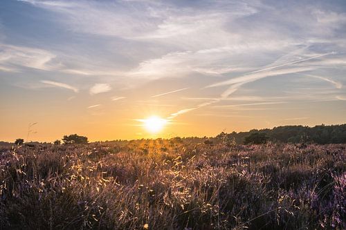 Planken Wambuis part 17