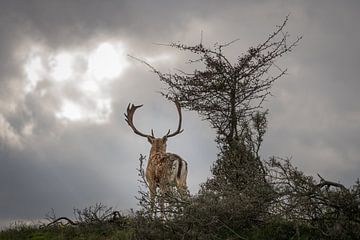 Fallow deer by Inge Wessels