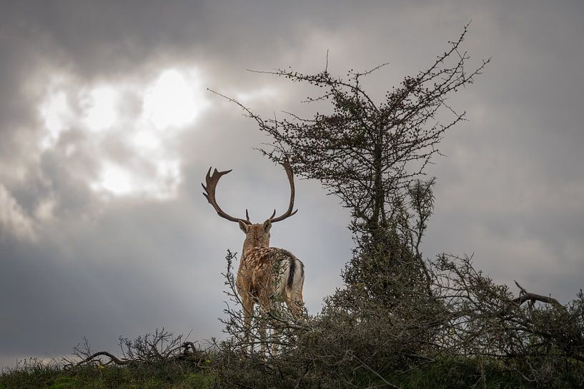Fallow deer by Inge Wessels