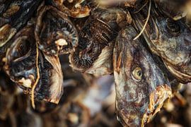 Cod head by Hans Soowijl