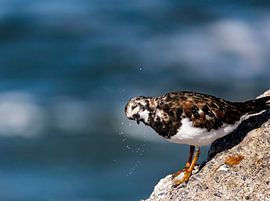 Steenloper schudt veren uit van Ingmar de Vegte | Fotografie & Design