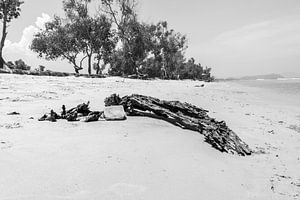 Bois flotté sur la plage sur Femke Ketelaar