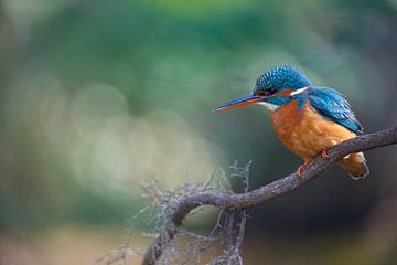 IJsvogel - Ochtendlicht