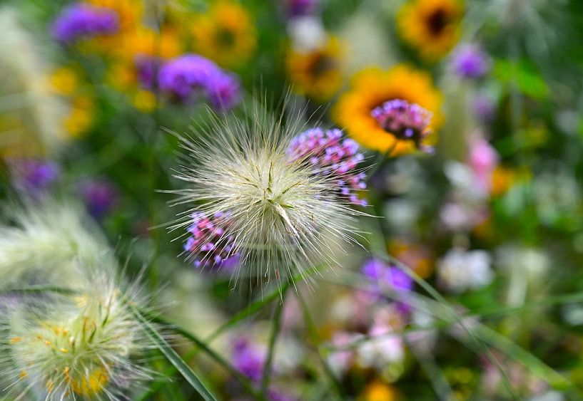 Naturfarben von artpictures.de