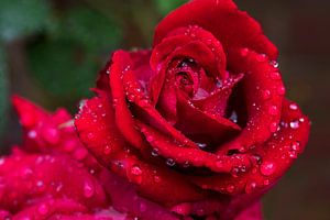 Rose im Garten mit Tropfen