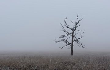 Lonely tree by René Jonkhout
