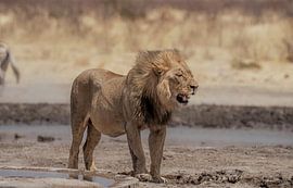 Lion in Namibia, Africa by Patrick Groß