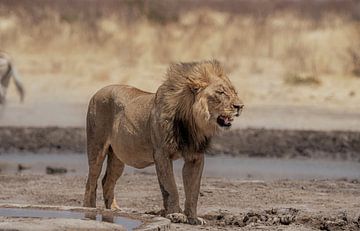 Leeuw in Namibië, Afrika van Patrick Groß