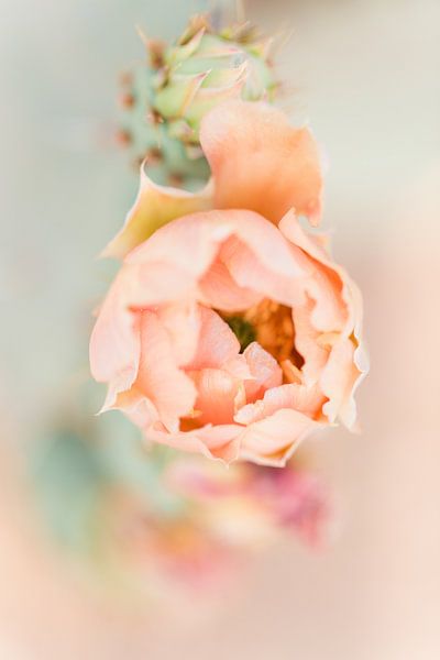 Pfirsichfarbene Blüte auf einem Feigenkaktus von Anouschka Rokebrand Photography LLC