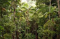 Rainforest van Anneke Verweij thumbnail