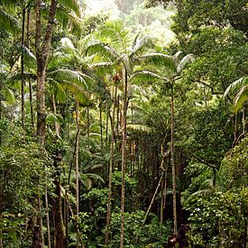 Forêt tropicale sur Anneke Verweij