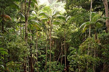 Rainforest van Anneke Verweij