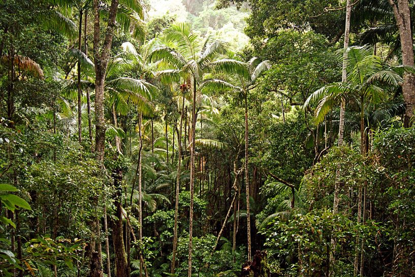 Rainforest van Anneke Verweij