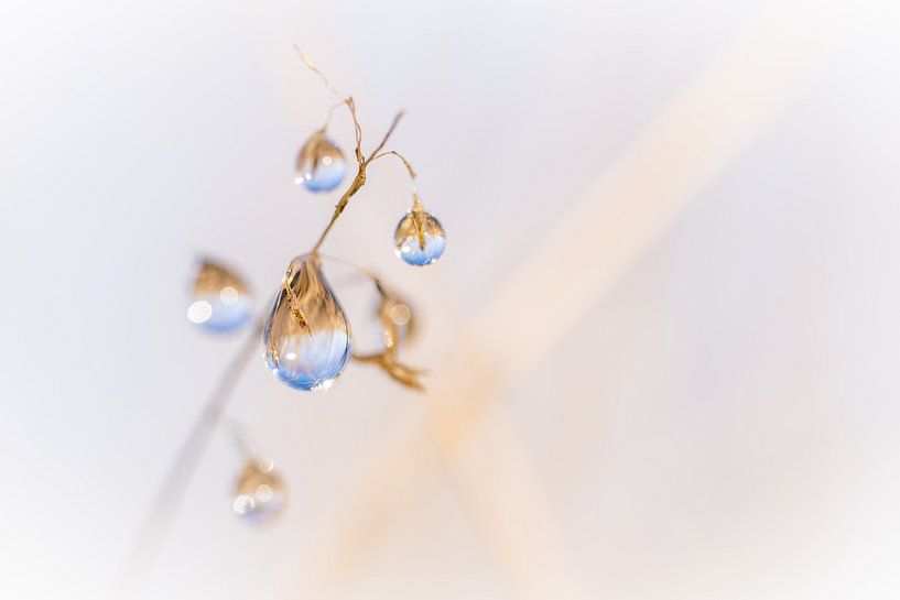 Dew Drops by Jeroen Mikkers