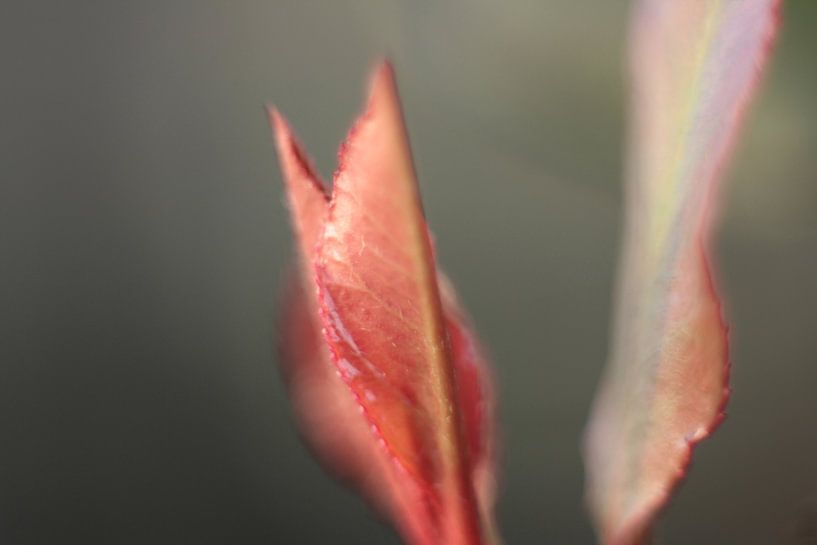 Young red leaves by Wendy Schellekens