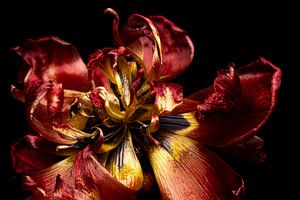 Tulpe innen