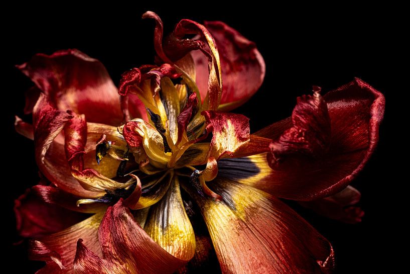 Tulip inside by SO fotografie