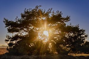 Voir le soleil briller à travers l'arbre sur Anouk Peeters