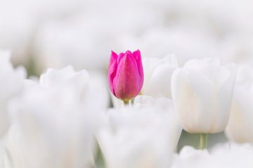 Roze Tulp In Wit Tulpenveld van Zwoele Plaatjes