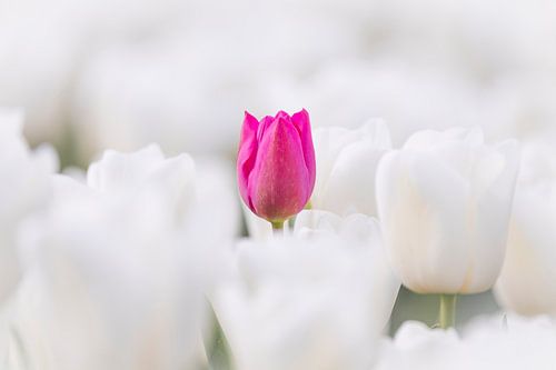 Roze Tulp In Wit Tulpenveld