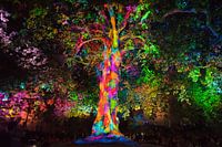 Arbre de la liberté - Baum der Freiheit