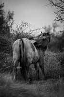 Wild Paard