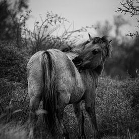 Wild Paard van Mirthe Scheringa