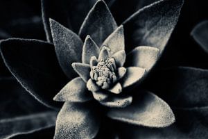 Spiral of Life