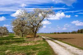 Landscape in Bavaria with a flowering tree in springtime by ManfredFotos