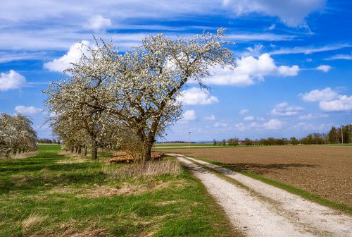 Landschap in Beieren met een bloeiende boom in de lente