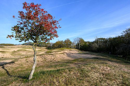 Amsterdamse waterleidingduinen op z'n mooist