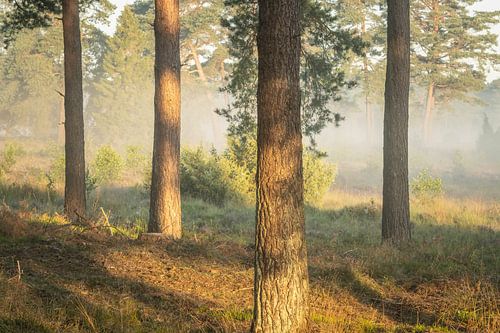 Vier bomen in de mist