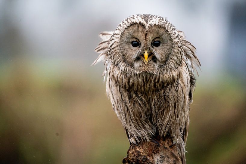 Chouette de l'Oural sur un tronc d'arbre par Durk-jan Veenstra