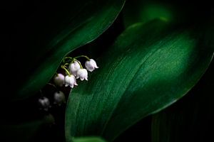 Fleurs de muguet dans la forêt