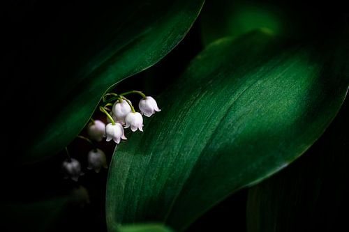 Lily of the valley flowers in the forest