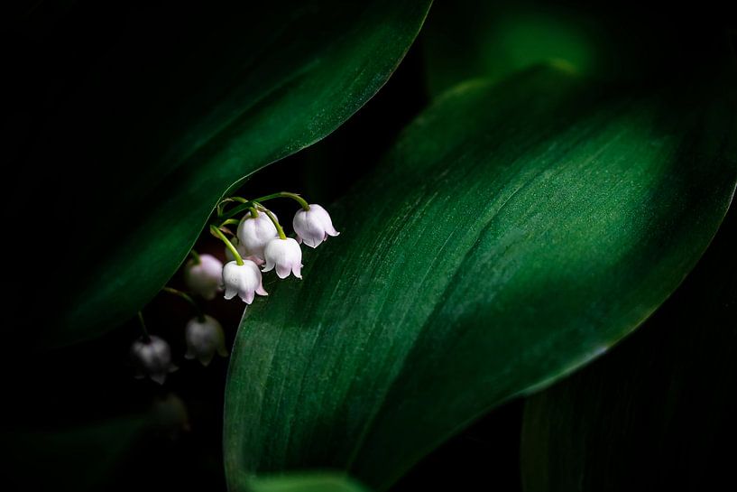 Fleurs de muguet dans la forêt par Olha Rohulya