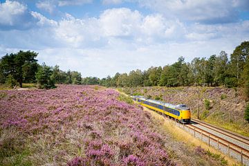 Un train interurbain le long de la lande à l'arrêt Assel