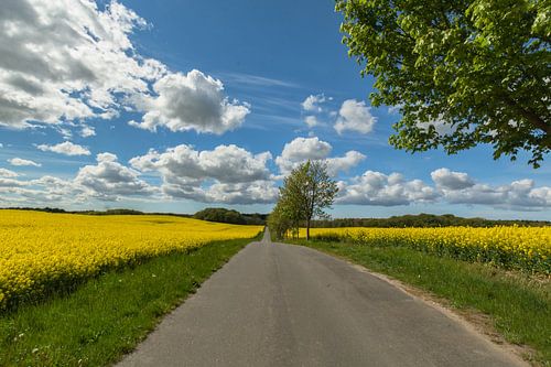 Koolzaadveld bij Sehlen op het eiland Rügen