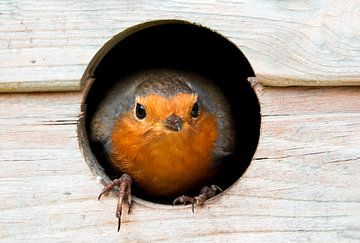 Roodborstje in nestkast van shoott photography