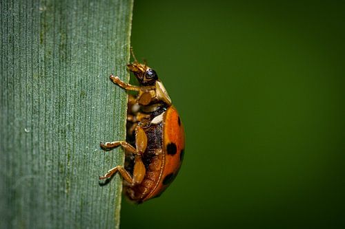 Chères créatures