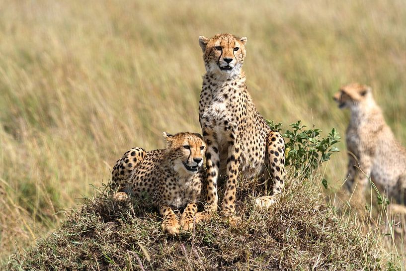 Cheetahs in the Masai Mara Savannah by Roland Brack