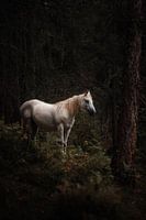 Wild Wit Paard