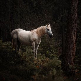Wild White Horse by Andreas Vanhoutte