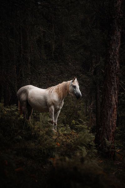 Cheval blanc sauvage par Andreas Vanhoutte