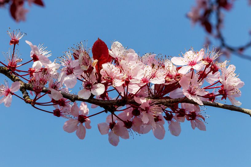 Bloeiende roze bloesem tegen de blauwe lucht, het lentegevoel. by Jani Moerlands