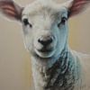 Agneau en lumière douce Portrait d'innocence et de chaleur sur Eva Lee